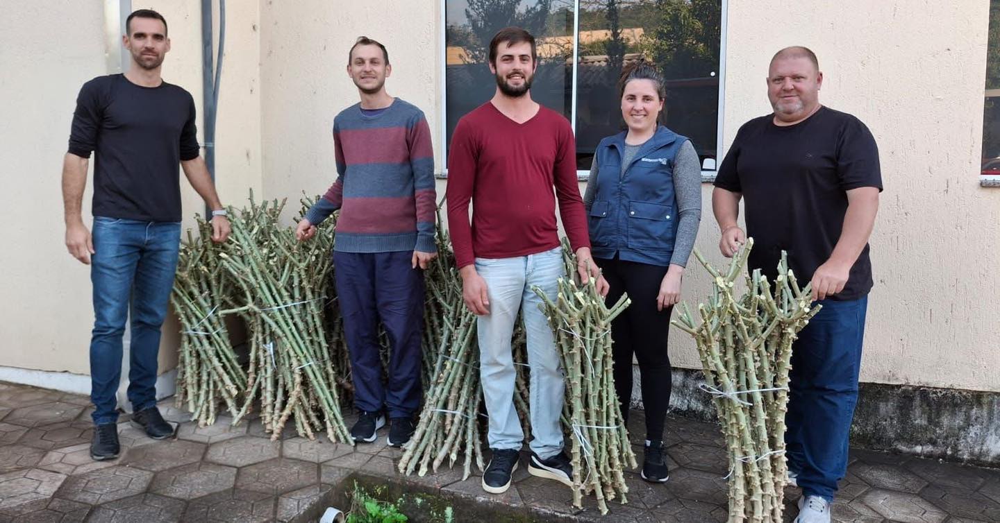 Secretaria da Agricultura e Emater disponibilizam ramas de aipim para agricultores de Progresso