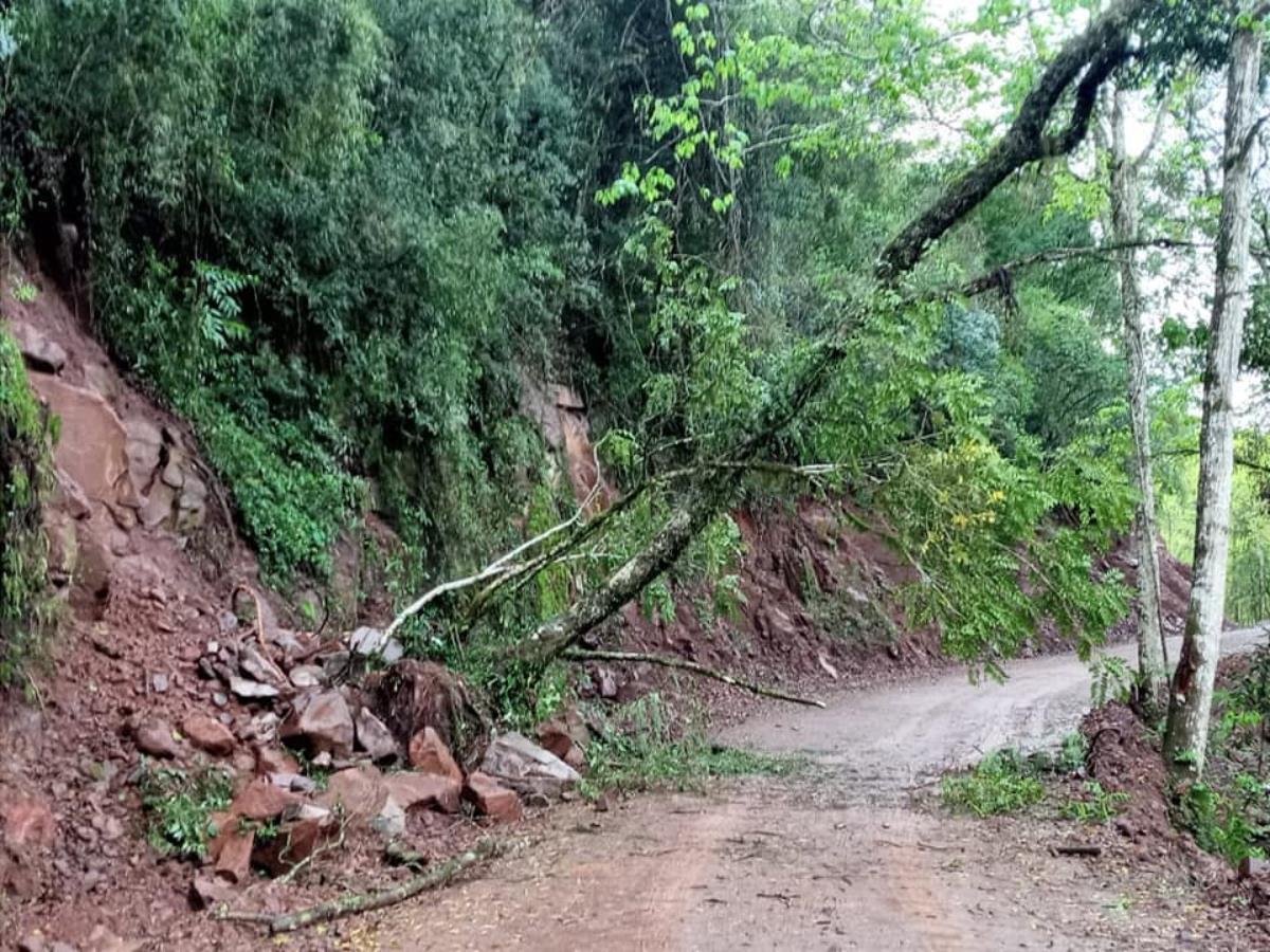 Árvore bloqueia parcialmente acesso à Lajeado do Meio