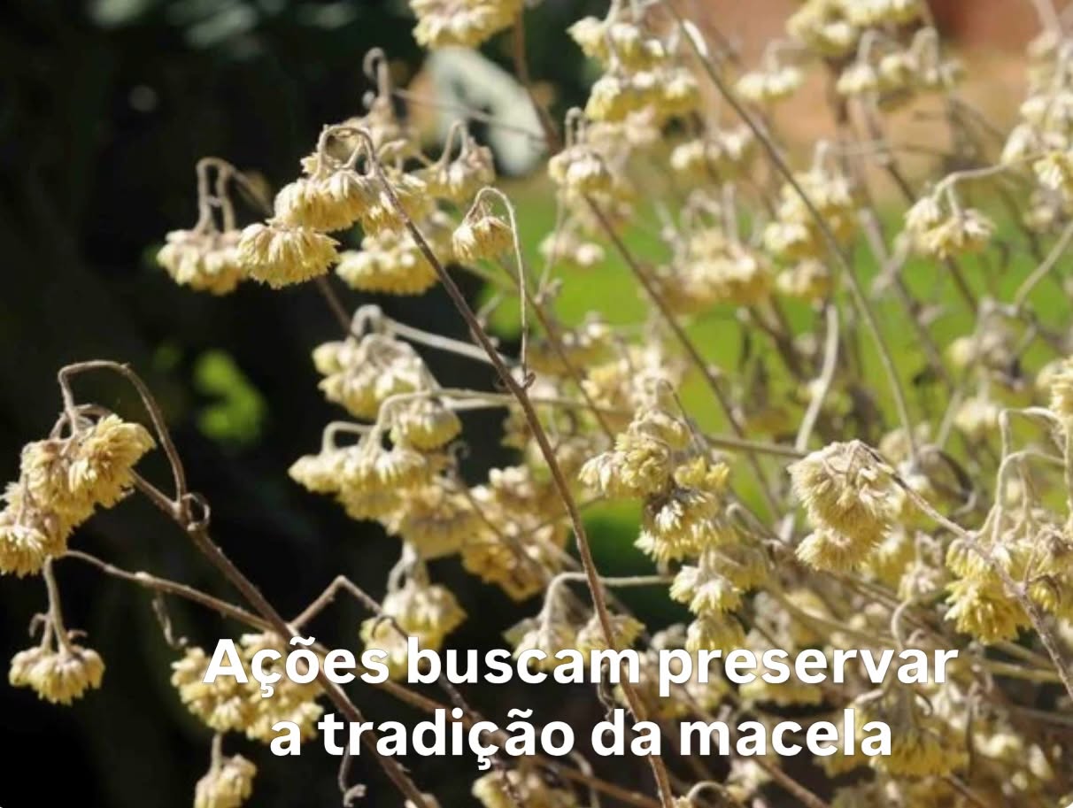 Ações buscam preservar a tradição da macela