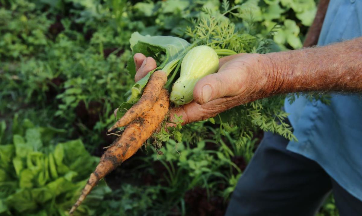 Brasil terá crédito de US$ 1,2 bi para projetos agrícolas  