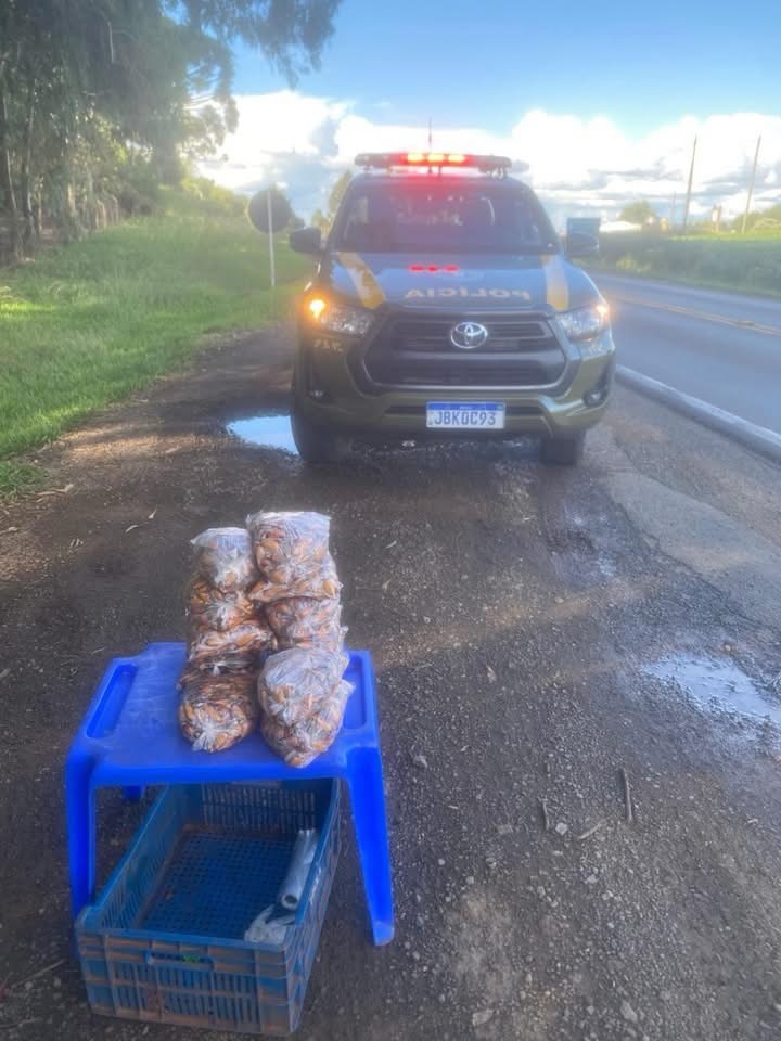Brigada Militar Apreende Pinhão em Passo Fundo e Soledade Durante Período de Defeso