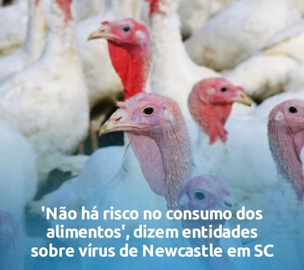 Caso de doença de Newcastle em SC deixa setor gaúcho em alerta