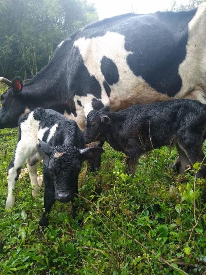 Caso raro, vaca dá à luz a bezerros gêmeos