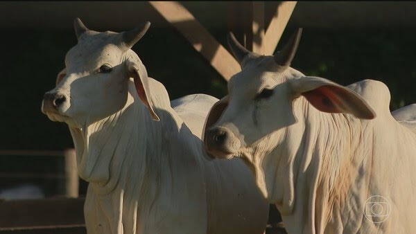 China reconhece que Brasil está livre da febre aftosa e suspende restrições à exportação de carne bovina brasileira
