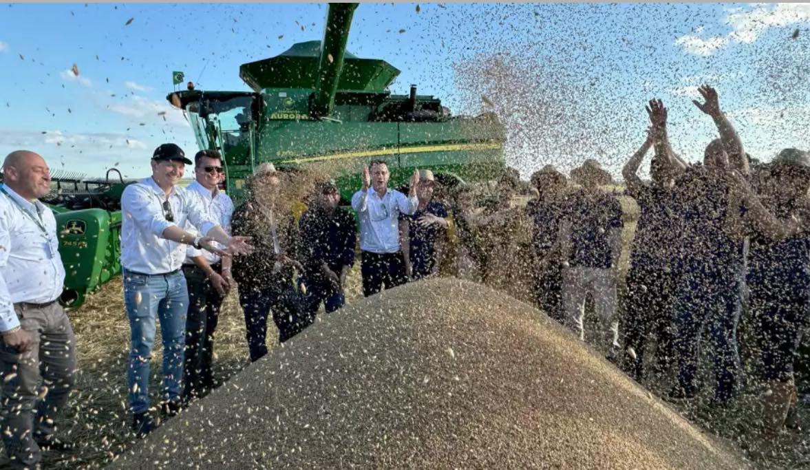 Colheita do trigo no Rio Grande do Sul deve passar de 4 milhões de toneladas.