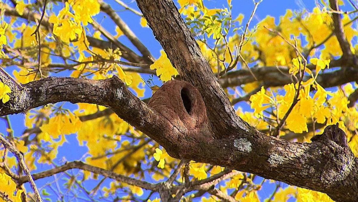 Dia da Árvore: antecede o início da primavera neste 22 de setembro 