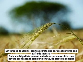 Em tempos de El Niño, confira estratégias para realizar uma boa safra de inverno