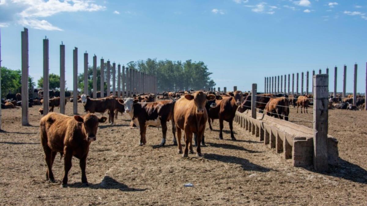 Embarque de mais 5,4 mil terneiros do RS para o Egito 