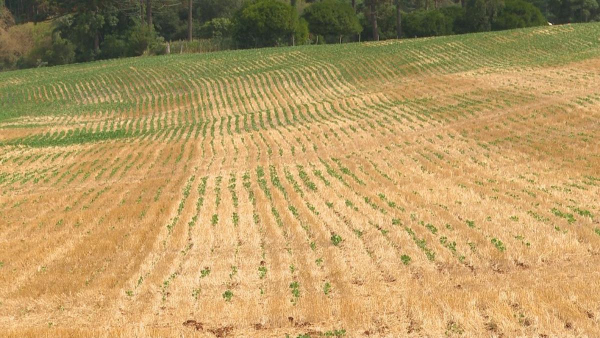 Progresso pode decretar situação de emergência devido a estiagem 