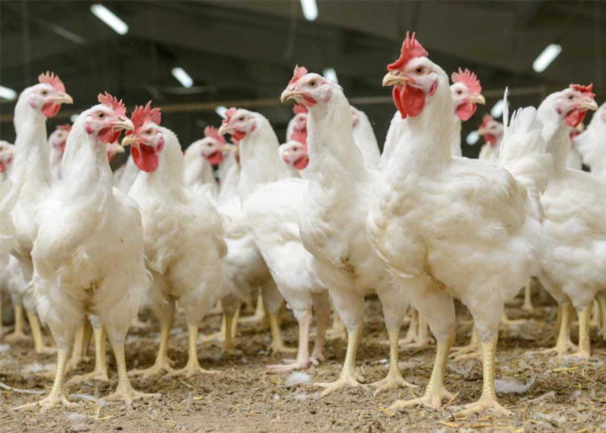 Exportação de frango deve subir 6% até o fim de 2022 aponta associação do setor