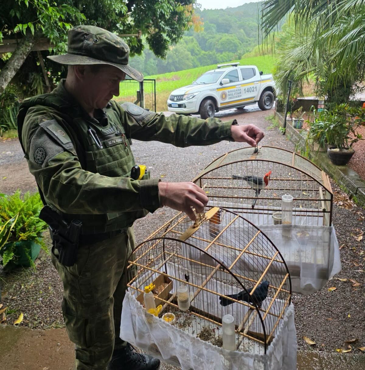 Patram apreende aves mantidas em cativeiro em Arroio do Meio