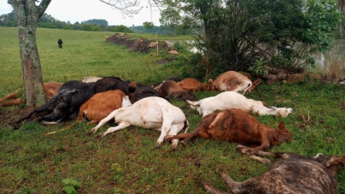 Raio mata 19 cabeças de gado no interior do RS