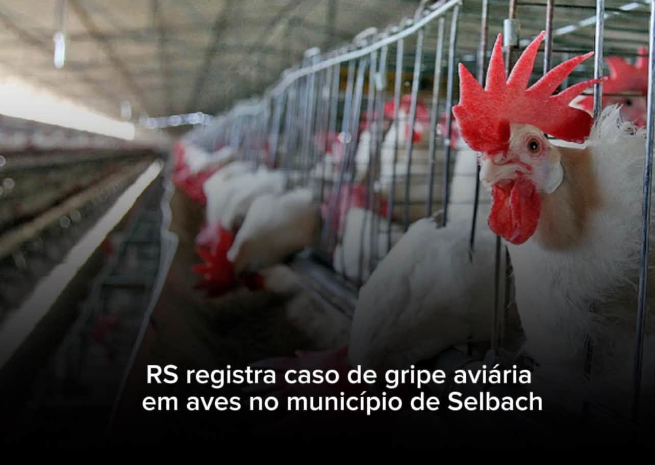 RS registra caso de gripe aviária em aves de subsistência no município de Selbach