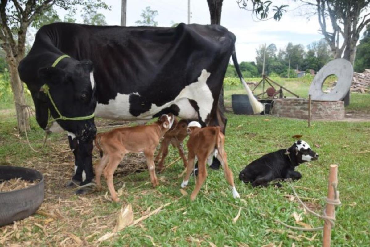 Vaca dá à luz a bezerros quadrigêmeos em Vila Estância Nova